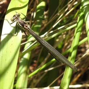 Austroargiolestes icteromelas at Tidbinbilla Nature Reserve - 26 Nov 2023