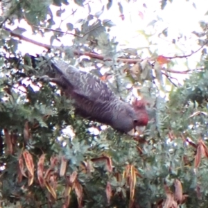 Callocephalon fimbriatum at Cook, ACT - 23 Nov 2023