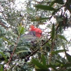 Callocephalon fimbriatum at Cook, ACT - 23 Nov 2023