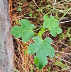 Ficus carica (Fig) at Isaacs, ACT - 30 Nov 2023 by Mike