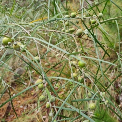 Trichilogaster sp. (genus) (Acacia gall wasp) at Isaacs Ridge and Nearby - 30 Nov 2023 by Mike