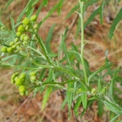 Senecio pterophorus at suppressed - 30 Nov 2023