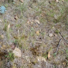 Rytidosperma (genus) (Wallaby Grass) at Isaacs, ACT - 30 Nov 2023 by Mike