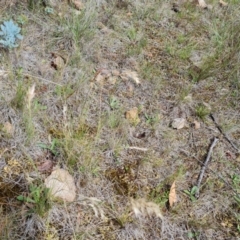 Rytidosperma sp. (Wallaby Grass) at Isaacs Ridge and Nearby - 30 Nov 2023 by Mike