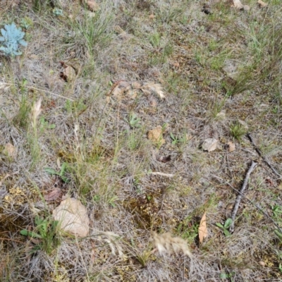 Rytidosperma (genus) (Wallaby Grass) at Isaacs, ACT - 30 Nov 2023 by Mike