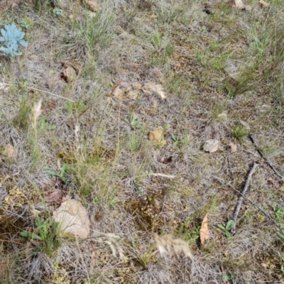 Rytidosperma sp. (Wallaby Grass) at Isaacs Ridge and Nearby - 30 Nov 2023 by Mike