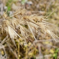 Rytidosperma sp. at Isaacs Ridge and Nearby - 30 Nov 2023 04:22 PM