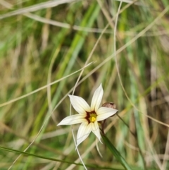 Sisyrinchium micranthum (Blue Pigroot) at Isaacs, ACT - 30 Nov 2023 by Mike