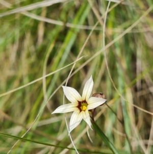 Sisyrinchium micranthum at Isaacs, ACT - 30 Nov 2023 04:16 PM