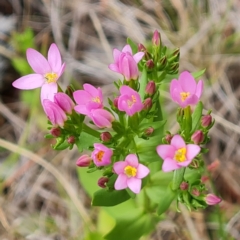 Centaurium erythraea (Common Centaury) at Isaacs, ACT - 30 Nov 2023 by Mike