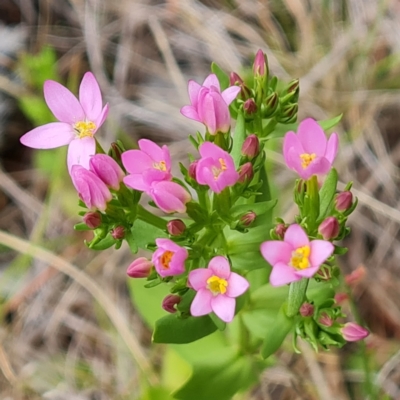 Centaurium erythraea (Common Centaury) at Isaacs, ACT - 30 Nov 2023 by Mike