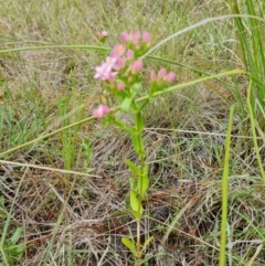 Centaurium erythraea at Isaacs Ridge and Nearby - 30 Nov 2023