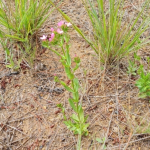 Centaurium erythraea at Isaacs Ridge and Nearby - 30 Nov 2023