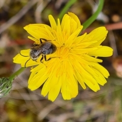 Lasioglossum (Chilalictus) lanarium (Halictid bee) at Isaacs, ACT - 30 Nov 2023 by Mike