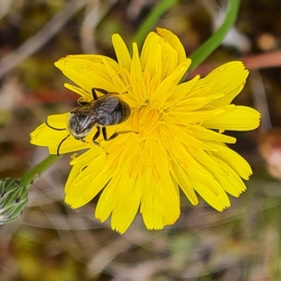 Lasioglossum (Chilalictus) lanarium (Halictid bee) at Isaacs, ACT - 30 Nov 2023 by Mike