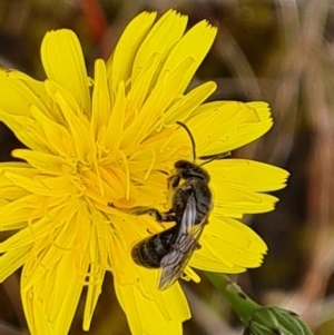 Lasioglossum (Chilalictus) lanarium at Isaacs Ridge and Nearby - 30 Nov 2023 03:59 PM