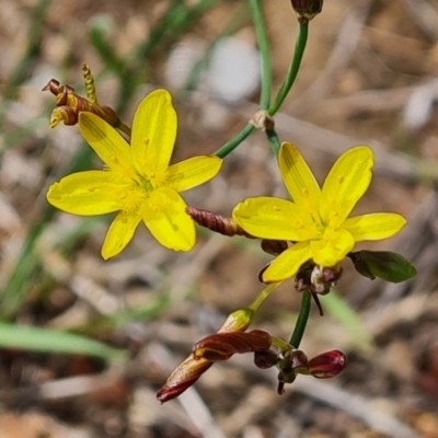 Tricoryne elatior (Yellow Rush Lily) at Isaacs, ACT - 30 Nov 2023 by Mike