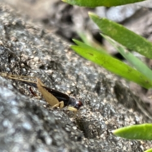 Trigonidium sp. (genus) at Aranda, ACT - 30 Nov 2023