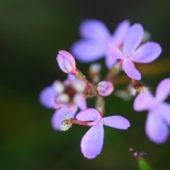 Stylidium sp. (Trigger Plant) at Brunswick Heads, NSW - 22 Oct 2023 by mmpix