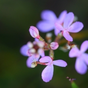 Stylidium sp. at Wallum - 23 Oct 2023