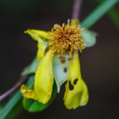 Hibbertia scandens (Climbing Guinea Flower) at Brunswick Heads, NSW - 18 Sep 2023 by mmpix