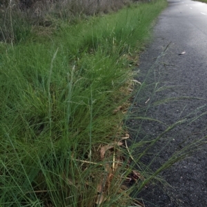 Eragrostis curvula at Curtin, ACT - 30 Nov 2023