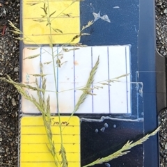 Eragrostis curvula at Curtin, ACT - 30 Nov 2023