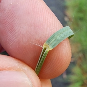 Eragrostis curvula at Curtin, ACT - 30 Nov 2023