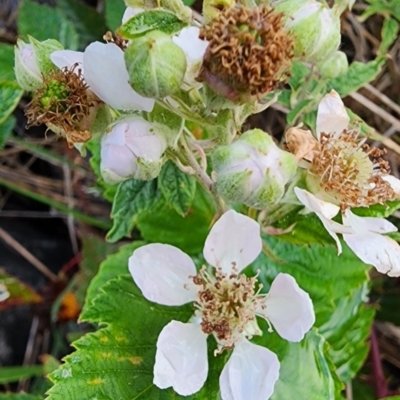 Rubus fruticosus sp. aggregate (Blackberry) at Curtin, ACT - 9 Jan 2024 by Steve818