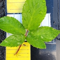 Rubus fruticosus species aggregate at Curtin, ACT - 10 Jan 2024