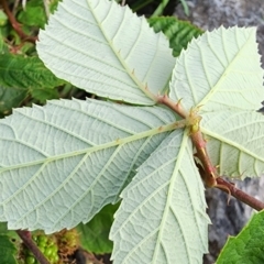 Rubus fruticosus sp. aggregate at Curtin, ACT - 10 Jan 2024
