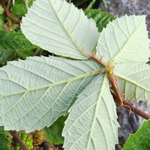 Rubus fruticosus species aggregate at Curtin, ACT - 10 Jan 2024