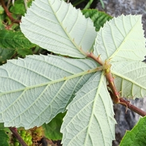 Rubus fruticosus sp. aggregate at Curtin, ACT - 10 Jan 2024