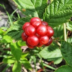 Rubus fruticosus species aggregate at Curtin, ACT - 10 Jan 2024