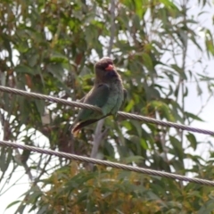 Eurystomus orientalis (Dollarbird) at Wingecarribee Local Government Area - 30 Nov 2023 by Curiosity