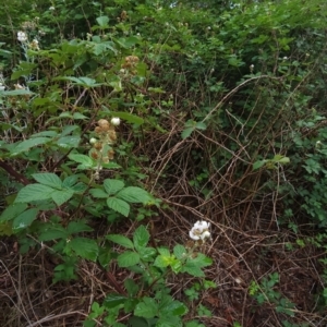 Rubus fruticosus species aggregate at Deakin, ACT - 10 Jan 2024 09:43 AM