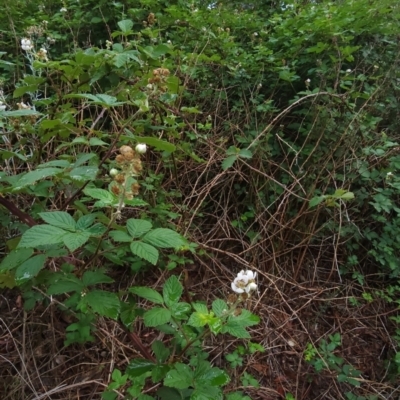 Rubus fruticosus species aggregate (Blackberry) at Deakin, ACT - 10 Jan 2024 by Steve818