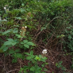 Rubus fruticosus sp. aggregate (Blackberry) at Deakin, ACT - 9 Jan 2024 by Steve818