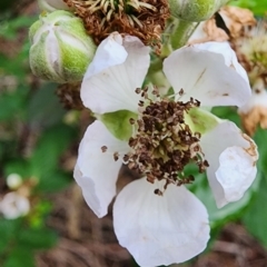 Rubus fruticosus sp. aggregate at Deakin, ACT - 10 Jan 2024