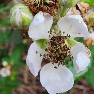 Rubus fruticosus species aggregate at Deakin, ACT - 10 Jan 2024 09:43 AM