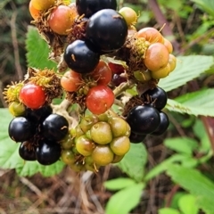 Rubus fruticosus sp. aggregate at Deakin, ACT - 10 Jan 2024