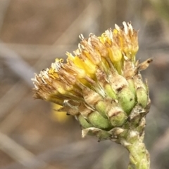 Rutidosis leptorhynchoides at Molonglo River Reserve - 30 Nov 2023