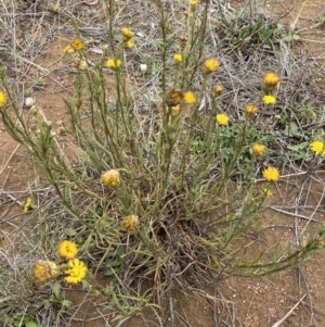 Rutidosis leptorhynchoides at Molonglo River Reserve - 30 Nov 2023