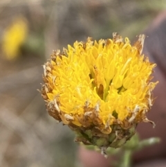 Rutidosis leptorhynchoides at Molonglo River Reserve - 30 Nov 2023