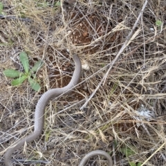 Delma inornata (Olive Legless-lizard) at Molonglo River Reserve - 29 Nov 2023 by SteveBorkowskis