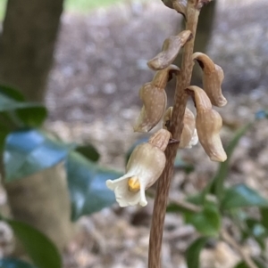 Gastrodia sesamoides at City Renewal Authority Area - suppressed