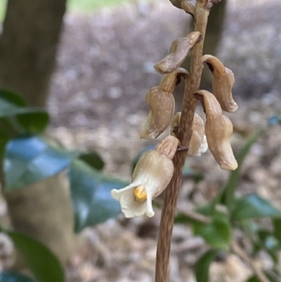 Gastrodia sesamoides (Cinnamon Bells) at Glebe Park - 3 Nov 2023 by Tapirlord