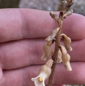 Gastrodia sesamoides at City Renewal Authority Area - suppressed