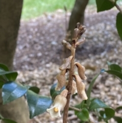 Gastrodia sesamoides at City Renewal Authority Area - suppressed