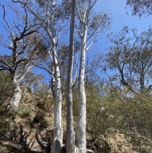 Eucalyptus rossii at Bullen Range - 2 Nov 2023 01:47 PM